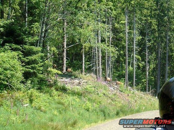 Some Elk in the road.