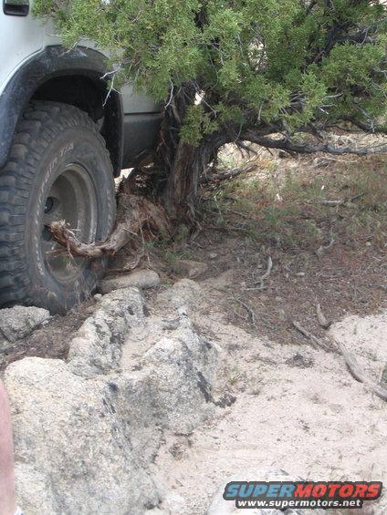 img_3349.jpg damn tree...