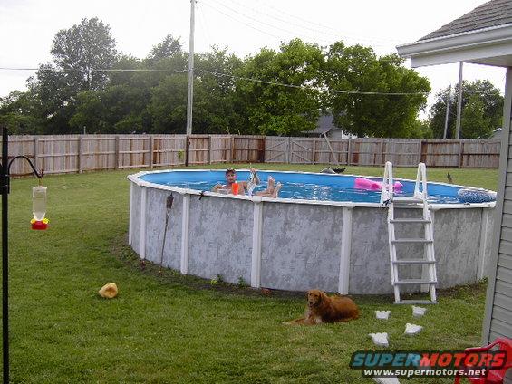 Above-ground pool in a backyard with two people swimming and a golden retriever lying on the grass