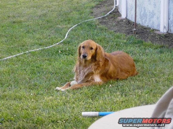 My Golden.