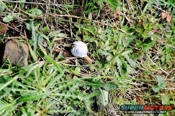 aquadsnail.jpg It is lonely at the top, okay I had one visitor while I waited.