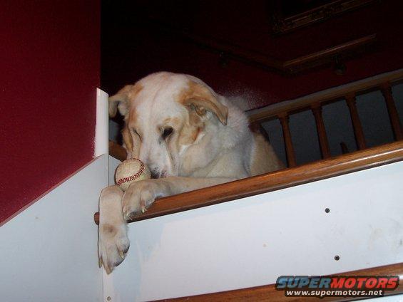 Dog resting its head on a baseball on a wooden railing next to a red wall