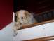 1994 Ford F-150 - Dog with a baseball on the stairs.