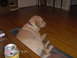 1978 Ford Bronco - A dog rests on a rug in a room with hardwood floors. A can and timestamp are visible in the foreground.