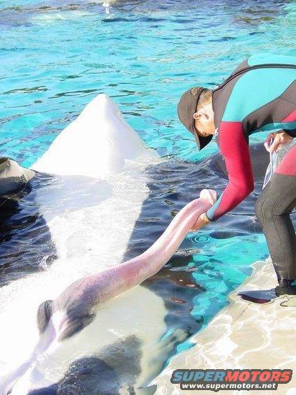 Person in wetsuit feeding a beluga whale in a pool