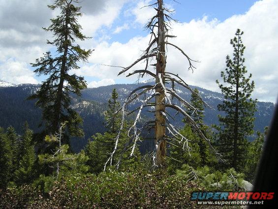Mountain landscape with pine trees and a dead tree in the foreground. Supermotors.net logo in lower right