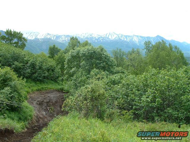 Dirt path winds through trees toward snow-capped mountains