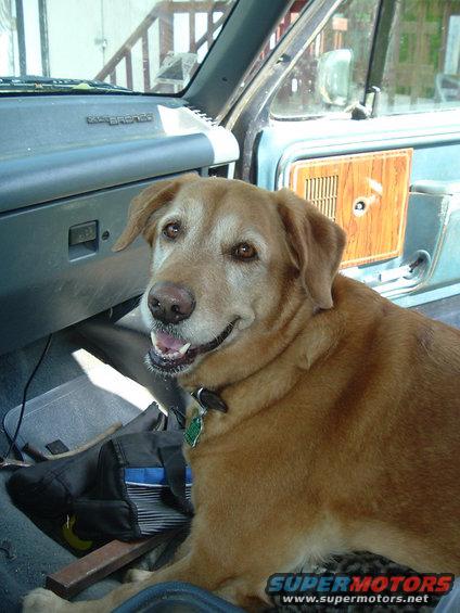 dscf0583.jpg Hunny, helping me out the best she can...lol