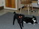 1979 Ford Bronco - A black poodle and a black and white cat are on a rug, with their eyes glowing in the dark.