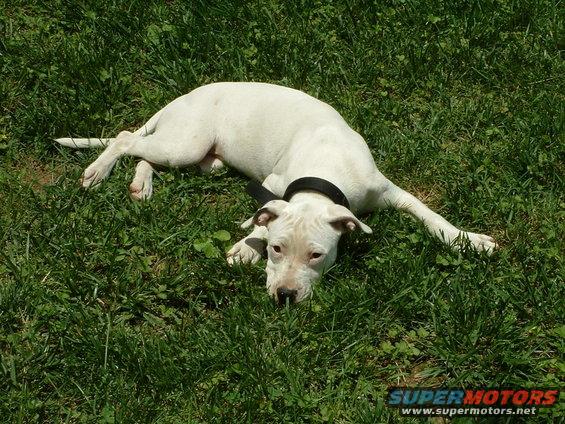 dscf0019.jpg That dog is lazy