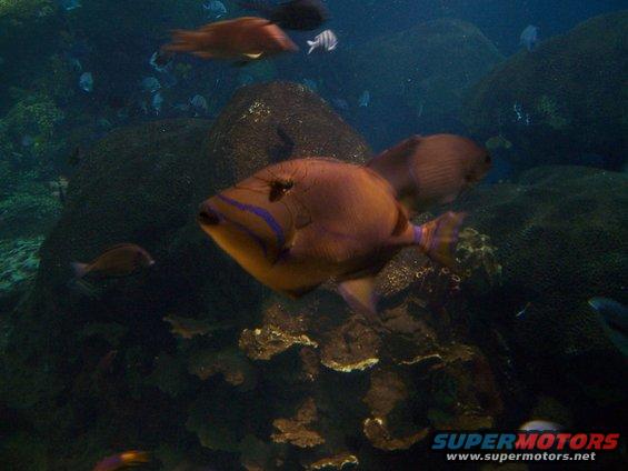tenn-aquarium-009.jpg 