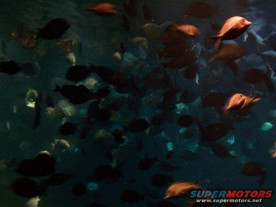 tenn-aquarium-012.jpg 
