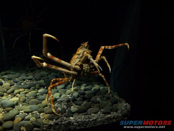 tenn-aquarium-019.jpg 