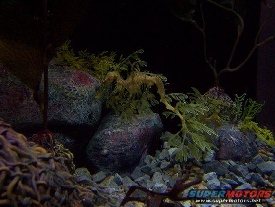 tenn-aquarium-035.jpg 