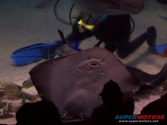tenn-aquarium-042.jpg 