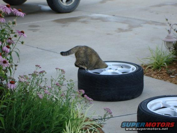Cat on a tire with flowers and another tire in foreground