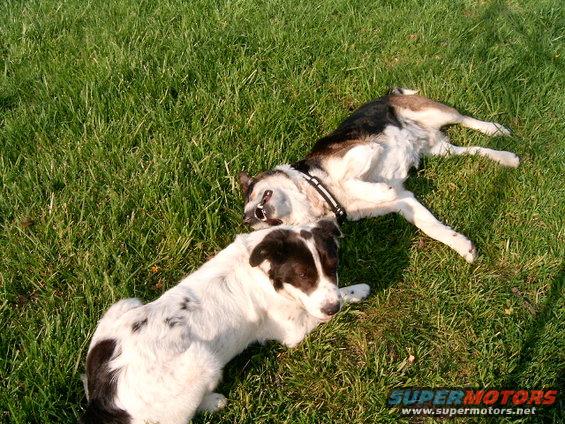 hpim0389.jpg dogs