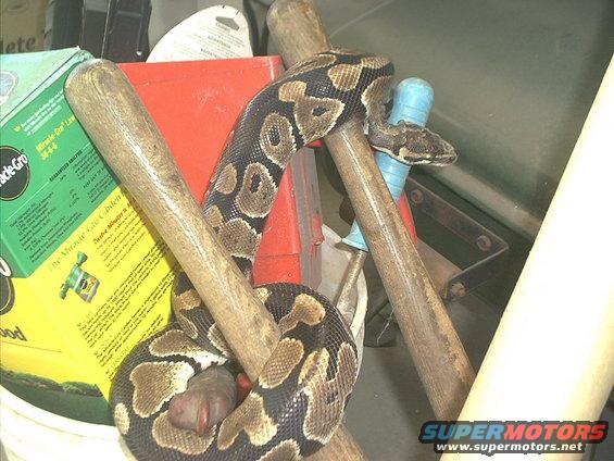 im000397.jpg why its MONTHY    the     PYTHON!