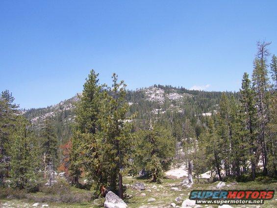 Mountainous landscape with pine trees and rocks under a clear blue sky