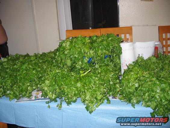 Large piles of cilantro cover a table with a blue tablecloth