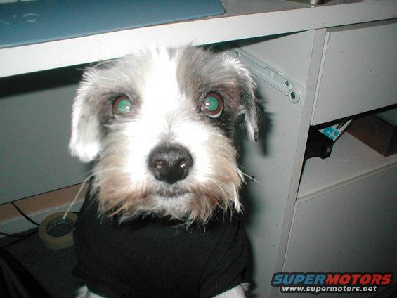 Dog with grey and white fur, wearing a black shirt, looking at the camera