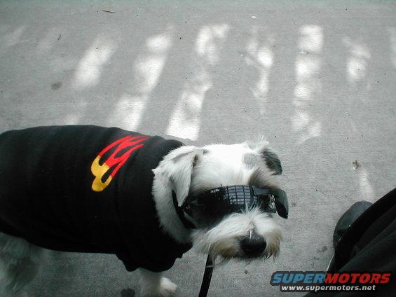 Dog in a black sweater with flames and sunglasses