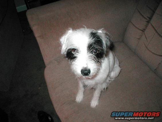 Black and white dog sitting on a couch
