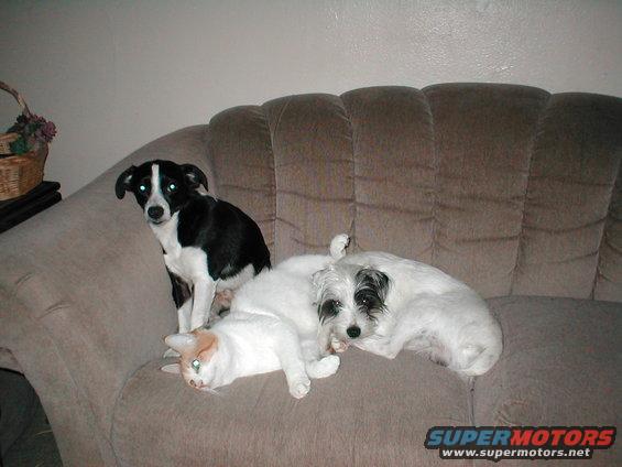 Black and white dog sitting up, white cat lying down, and a white dog lying down on a brown couch
