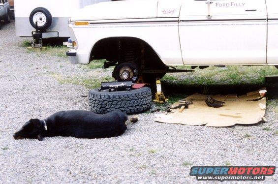 White 1979 Ford Bronco jacked up with wheel removed, black dog resting on gravel