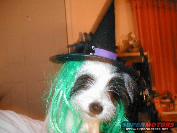 Dog wearing a witch hat with a purple band and green wig