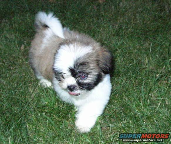 Shih Tzu puppy on grass