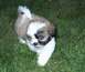 1988 Ford Bronco - A young Shih Tzu puppy walks across a grassy lawn.