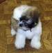 1988 Ford Bronco - A young Shih Tzu puppy with a pink collar sits on a parquet floor.