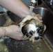 1988 Ford Bronco - A small, wet puppy is being bathed in a sink, with water running from a faucet.