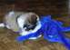 1988 Ford Bronco - A fluffy puppy plays with a blue stuffed toy on a wooden floor.
