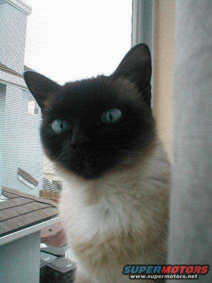 Siamese cat with blue eyes looking out a window