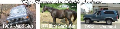banner00.jpg The Bronco's of Au Sable Arabians
89 Bronco-Mud Slut
99 Arabian-Black Sands Momi
82 Bronco-Unamed