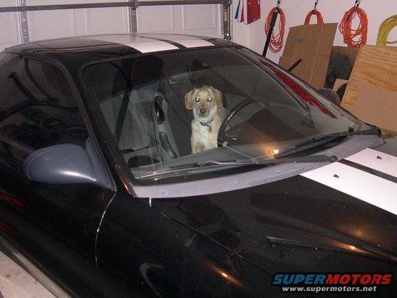 shaggy-in-gts.jpg 