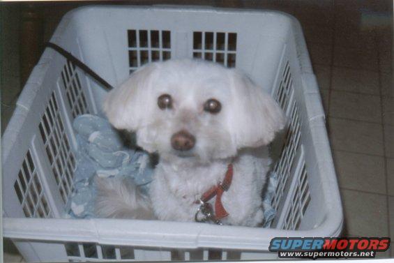 dog.jpg our mut....after a grooming