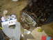 1986 Ford Mustang - Engine block and associated parts are disassembled on a garage floor, suggesting a repair or modification process.