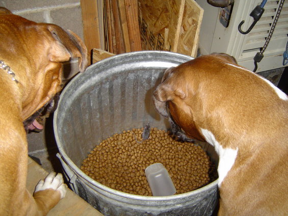 dsc01577.jpg Found a mouse in the dog food....So I showed the dogs