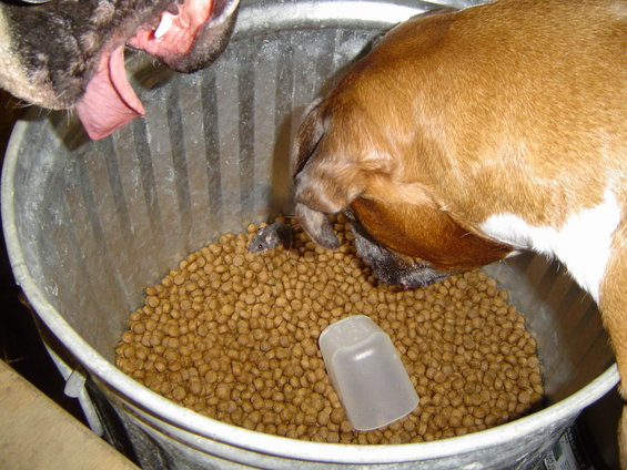 dsc01578.jpg Chavez wasnt happy