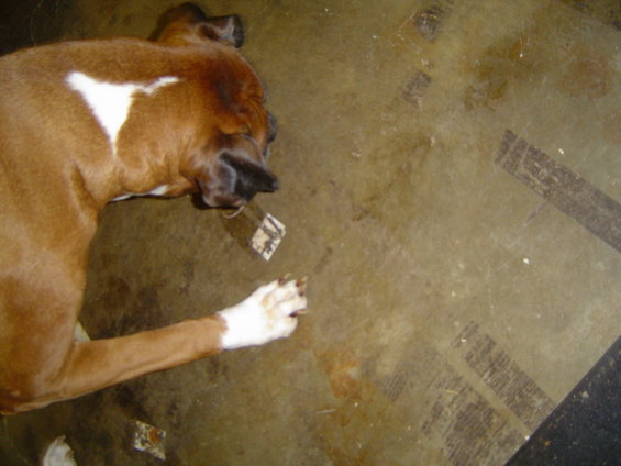 dsc01583.jpg Chavez grabbed it and took him to the floor.