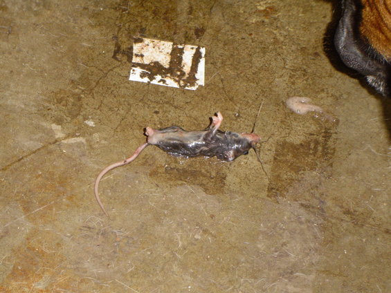 dsc01585.jpg No more dog food for you.