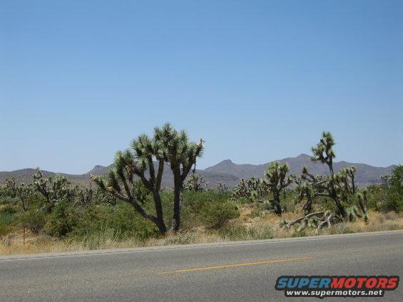 Desert landscape with Joshua trees and mountains under a clear blue sky