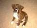1994 Ford Probe - Here's my pitbull "Dozer" just after I got him