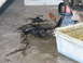 1995 Ford Bronco - A dark fluid spill is on a concrete floor next to a car jack stand and a collection tub.