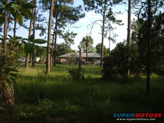 House with tall pine trees and overgrown grass in the foreground