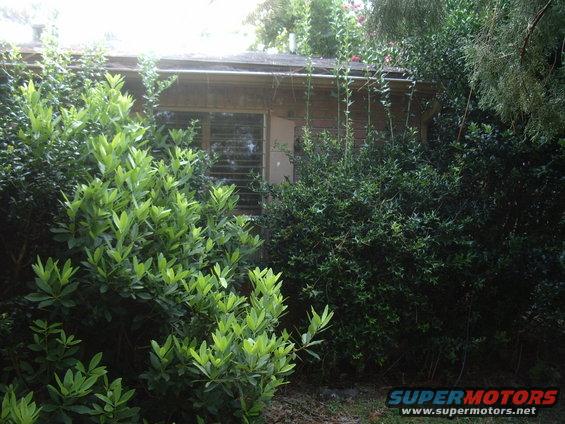House with horizontal blinds on window, surrounded by dense green foliage