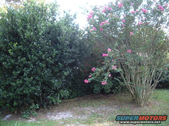 Outdoor scene with bushes and pink flowering tree